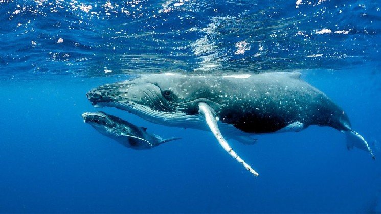 What Are Whales Doing as Bitcoin (BTC) Drops Below $80,000? Here Are the Altcoins They’re Trading… What Are Whales Doing as Bitcoin (BTC) Drops Below $80,000? Here Are the Altcoins They’re Trading…