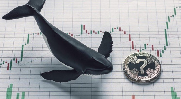 Whale Activity in Bitcoin and Altcoins After the FED Decision! Here are the Details and the Altcoins They Traded Whale Activity in Bitcoin and Altcoins After the FED Decision! Here are the Details and the Altcoins They Traded