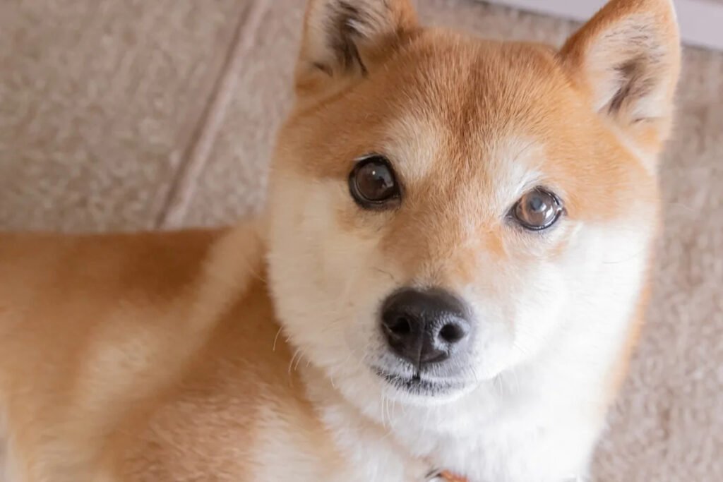 Can Dogecoin Reach $1 in the Next 12 Months? Can Dogecoin Reach $1 in the Next 12 Months?