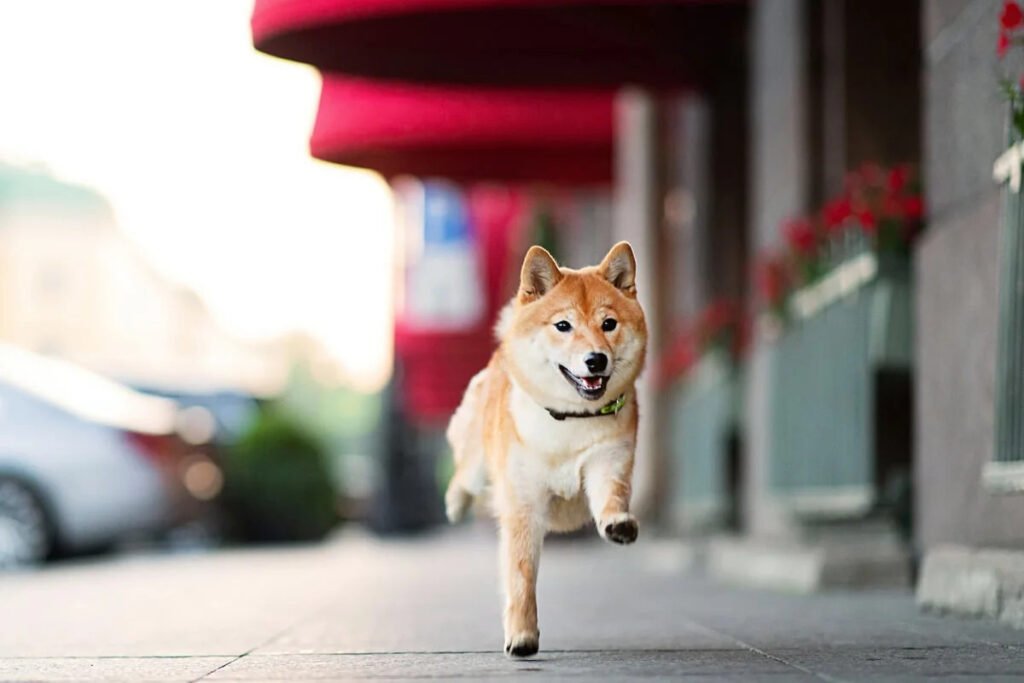 Why Is Dogecoin Down?